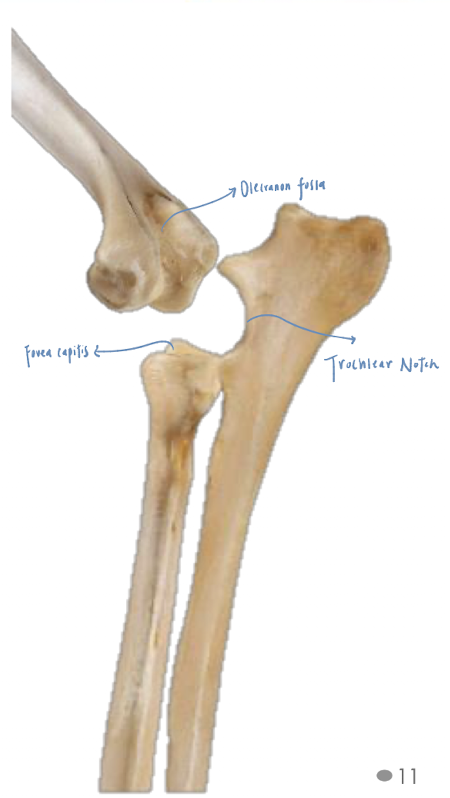 <p>Trochlea articulates with<mark data-color="#ef2323" style="background-color: #ef2323; color: inherit"> trochlear notch of ulna </mark>+ fovea capitis of radius <br>+ Capitulum articulates only with fovea capitis of radius</p>