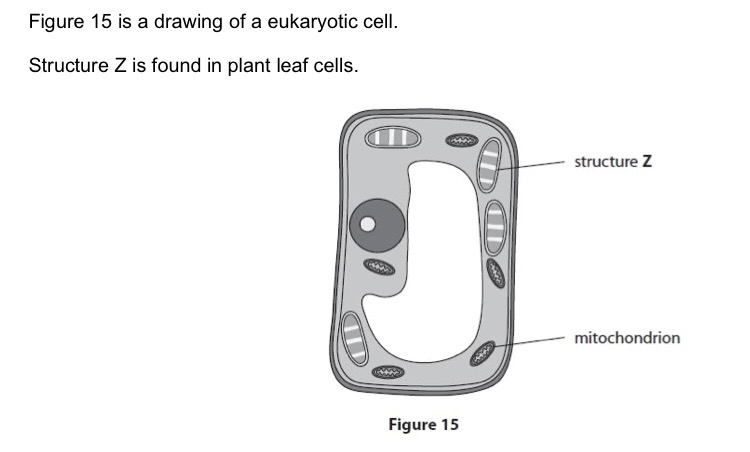 <p>Which structure is labelled Z?</p>