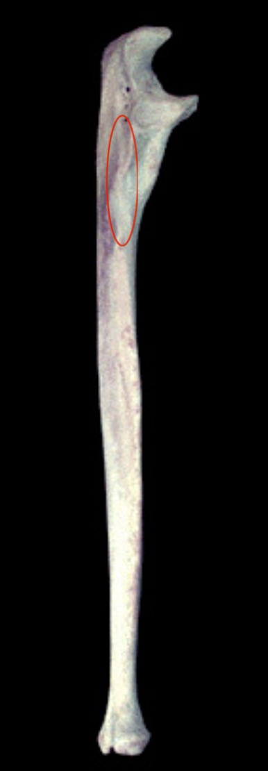 <p>What structure is this?</p>