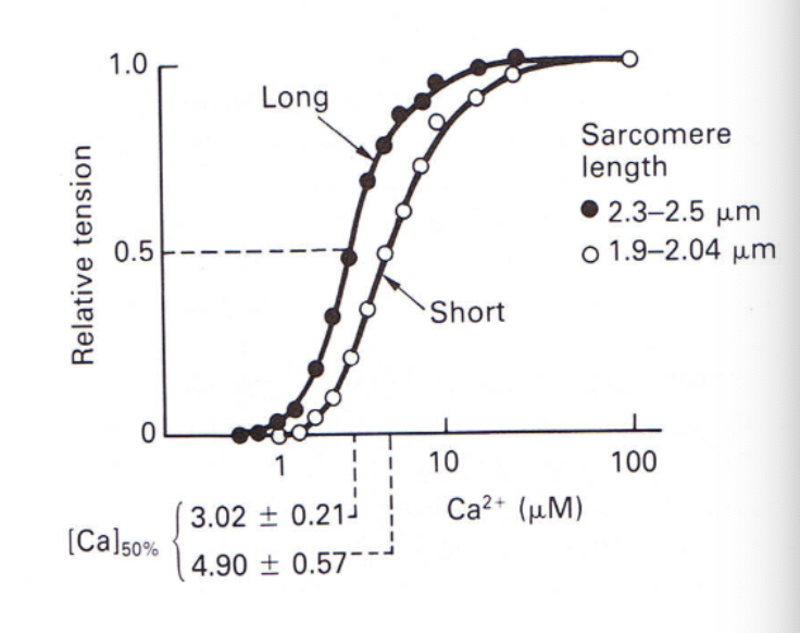 <ul><li><p>Stretching the myofibers <strong>increases the affinity of troponin C for Ca++</strong> as shown in the binding curves</p></li><li><p>∴ At longer sarcomere lengths, Ca++ activates more thin filaments at physiological concentrations</p></li></ul><p></p>