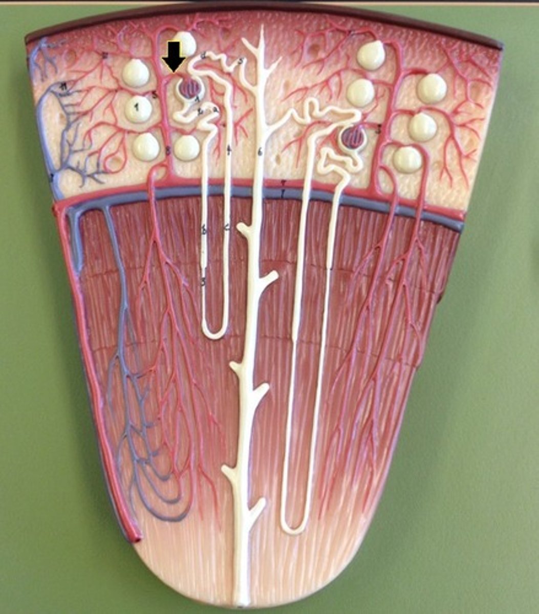 <p>kidney blood flow:</p><p>3. the segmental arteries break down smaller until they become ______ ______</p>