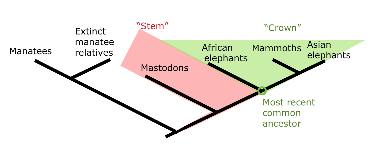 <p>smallest clade that includes ALL living members of a group and any fossils (usually the top of the phylogenetic tree)</p>