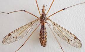 What is this species