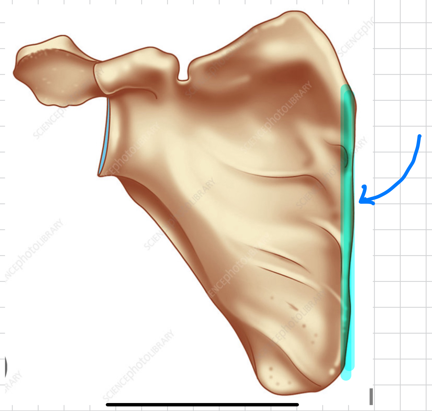 knowt flashcard image