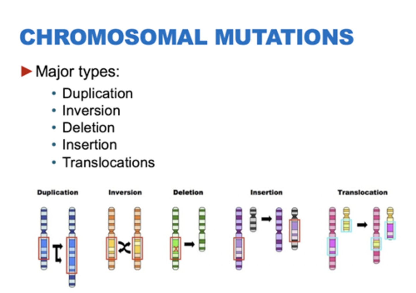 <p>Duplication, inversion, deletion, insertion, translocation</p>