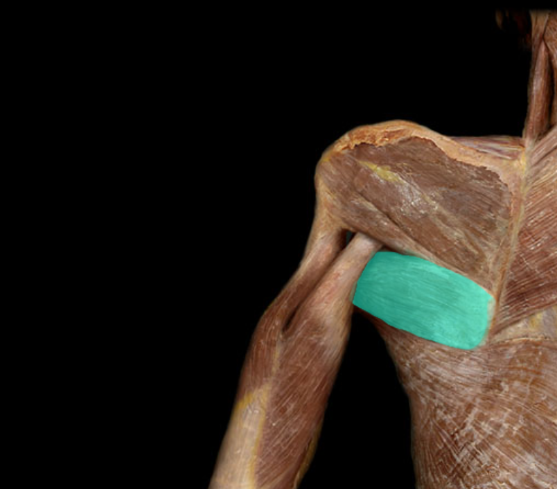<p>A muscle located on the posterior aspect of the scapula, involved in shoulder adduction and medial rotation. It originates from the inferior angle of the scapula and inserts into the humerus. </p>