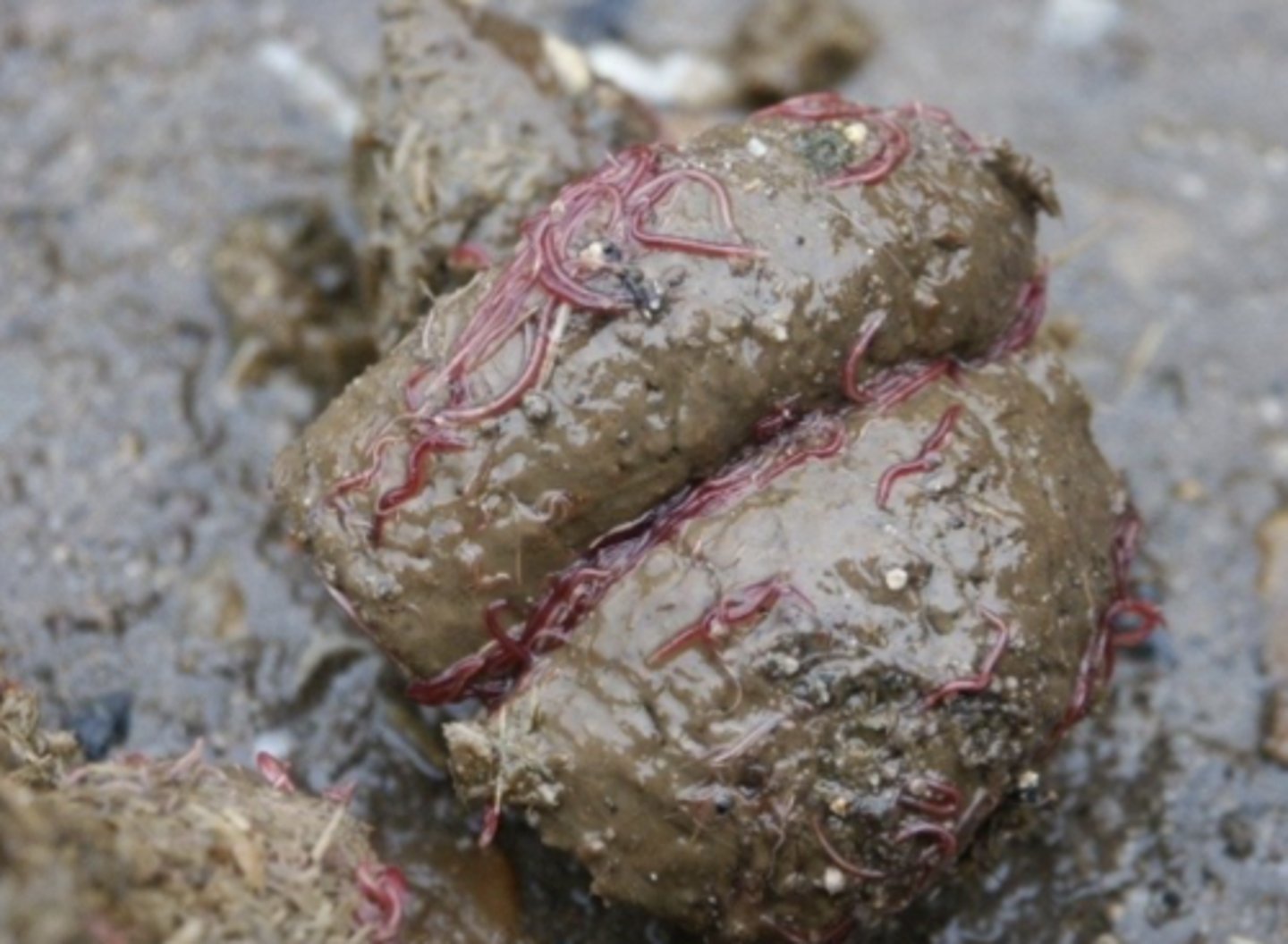 <p>Ved rektalundersøgelse af en 4 år gammel hest finder du flere af disse små røde orm i fæces. Hvilken parasit er det?</p><p>- Spoleorm (Parascaris equorum)</p><p>- Bændelorm (Anoplocephala perfoliata)</p><p>- Blodorm (Strongylus vulgaris)</p><p>- Små strongylider (Cyathostomina)</p>