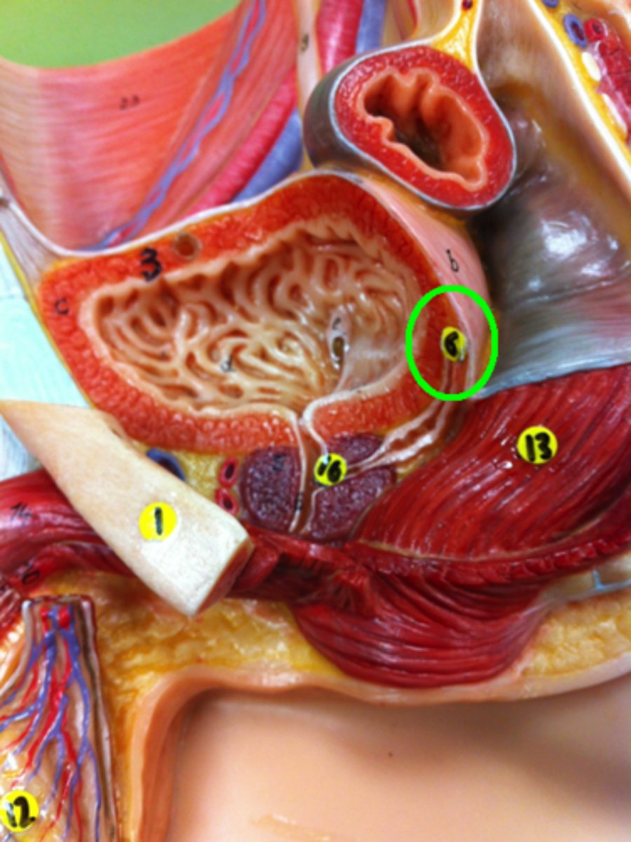 knowt flashcard image