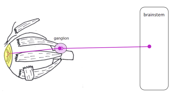 <ul><li><p>pupil - constrict pupil</p><ul><li><p>contract sphincter pupillae muscle</p></li></ul></li><li><p>lens - thicken lens</p><ul><li><p>ciliary muscle</p></li></ul></li></ul><p></p>