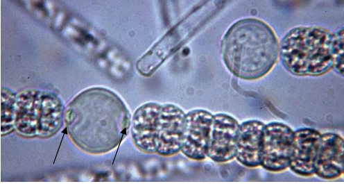 <ul><li><p><span><strong><span>Función:&nbsp;</span></strong><span>Su única misión es la fijación de N₂ atmosférico. El nitrógeno gaseoso (N₂) es muy abundante en la atmósfera, pero la mayoría&nbsp;de los seres vivos no pueden utilizarlo directamente. El heterocito lo convierte en formas asimilables, como el amoníaco.</span></span></p></li></ul><ul><li><p><span><strong><span>Proceso:&nbsp;</span></strong><span>Para lograrlo, la célula sufre una transformación radical. Engruesa su pared celular con capas adicionales de glucolípidos y polisacáridos, creando una barrera que impide la entrada de oxígeno. El oxígeno inhibe la enzima nitrogenasa, responsable de la fijación, por lo que este ambiente anoxigénico es crucial. Además, el heterocito detiene su propia actividad fotosintética (que produce oxígeno).</span></span></p></li><li><p><span><strong><span>Interdependencia:&nbsp;</span></strong><span>Al no poder hacer la fotosíntesis, el heterocito depende de las células vegetativas adyacentes, que le suministran energía (materia orgánica) a través de los plasmodesmos. A cambio, el heterocito comparte el nitrógeno fijado con el resto del tricoma.</span></span></p></li></ul><p></p>