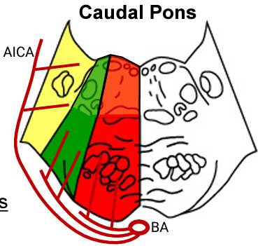 <p>Ascends in the <strong>basilar groove</strong> of the <strong>basis pontis </strong>of the pons (supplying anterior aspect of pons)</p>