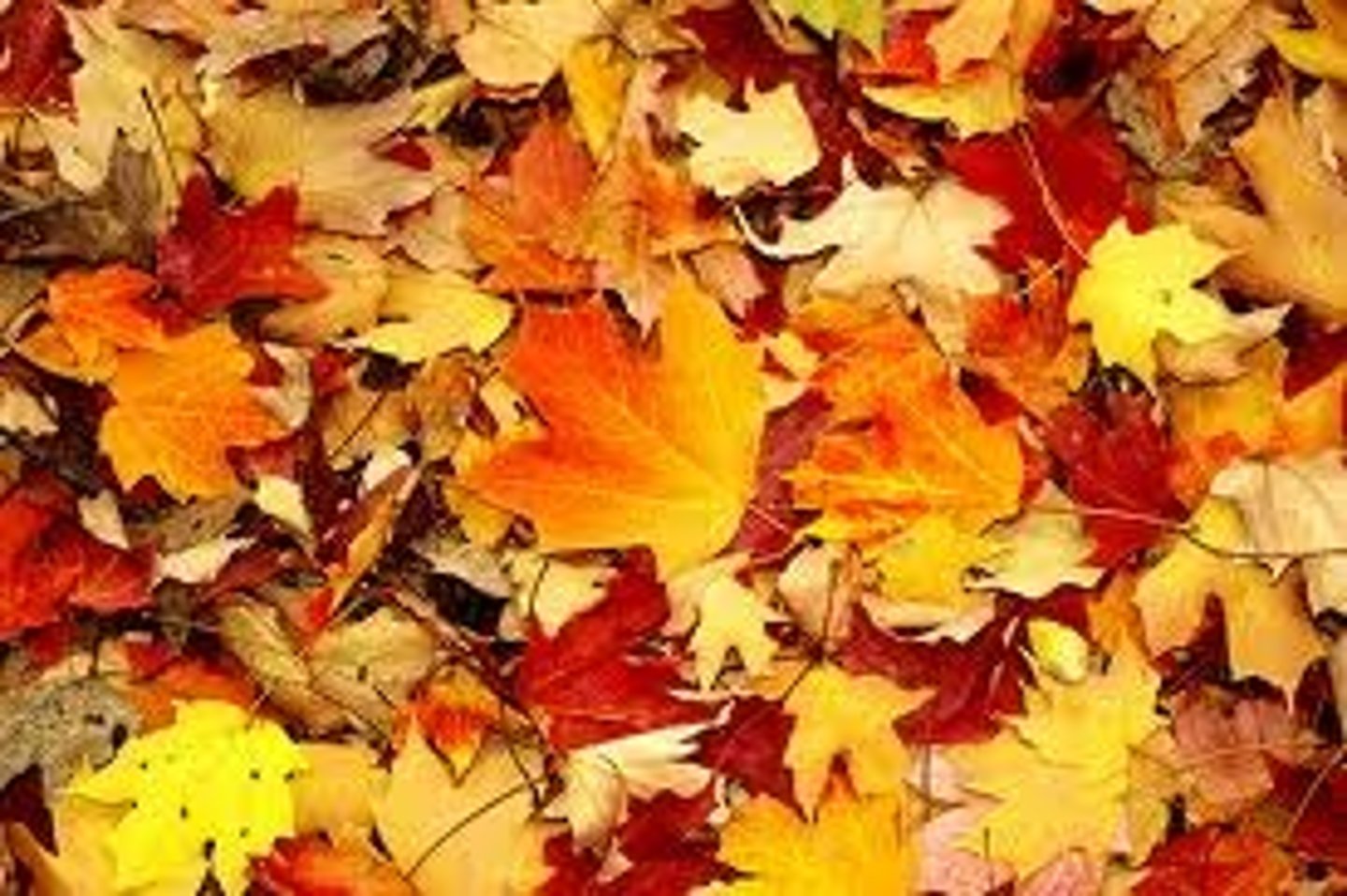 <p>An accessory pigment, either yellow, orange or red, in the chloroplasts of plants. By absorbing wavelengths of light that chlorophyll cannot, carotenoids broaden the spectrum of colors that can drive photosynthesis.</p>