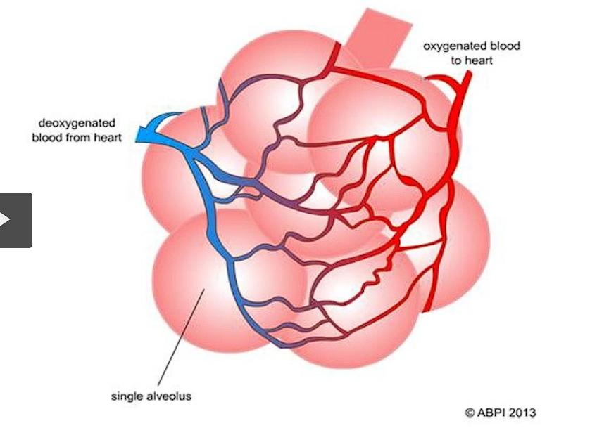 <p>a biologically important example of surface tension occurs in the alveoli of the lungs. The fluid lining alveoli creates a surface tension that helps them recoil after expansion during breathing. </p>