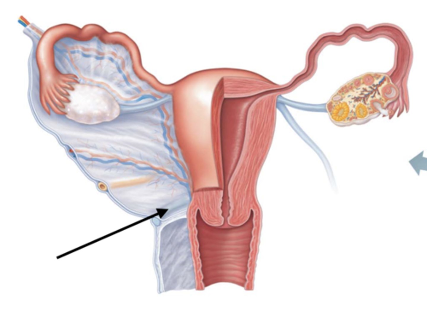 <p>inferior anchorage between bottom part of uterus and sacral bone</p>