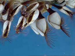 <p>crustaceans can also be?</p>