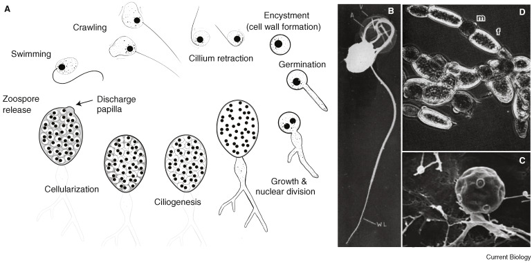 <p>What lifecycle is this?</p>