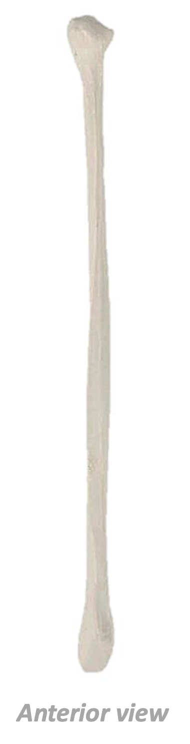 <p>What Bone Is This?</p>