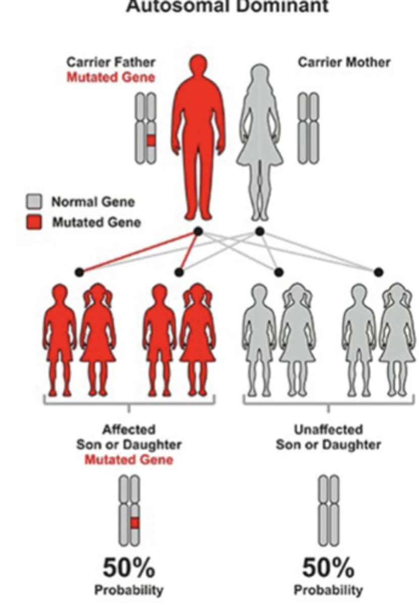 <p>characterized by:</p><p>- non-insulin dependent diabetes diagnosed at a young age (<25 yrs) </p><p>- lack of autoantibodies</p><p>- Phenotypically, people with MODY appear like T1DM patients</p><p>- Clinically heterogeneous disorder</p>