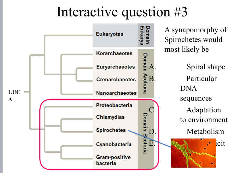 <p>Practice Question (Bacteria) - A synapomorphy of Spirochetes would most likely be</p>