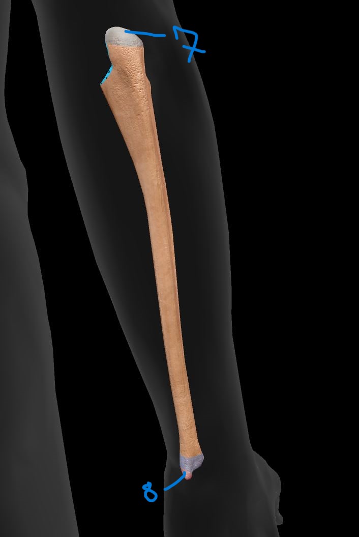 <p>Label ulna landmarks 8</p>