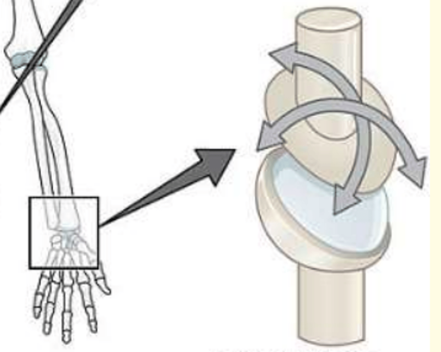 <p>Condyloid joint e.g., between radius and carpal bones of wrist</p>