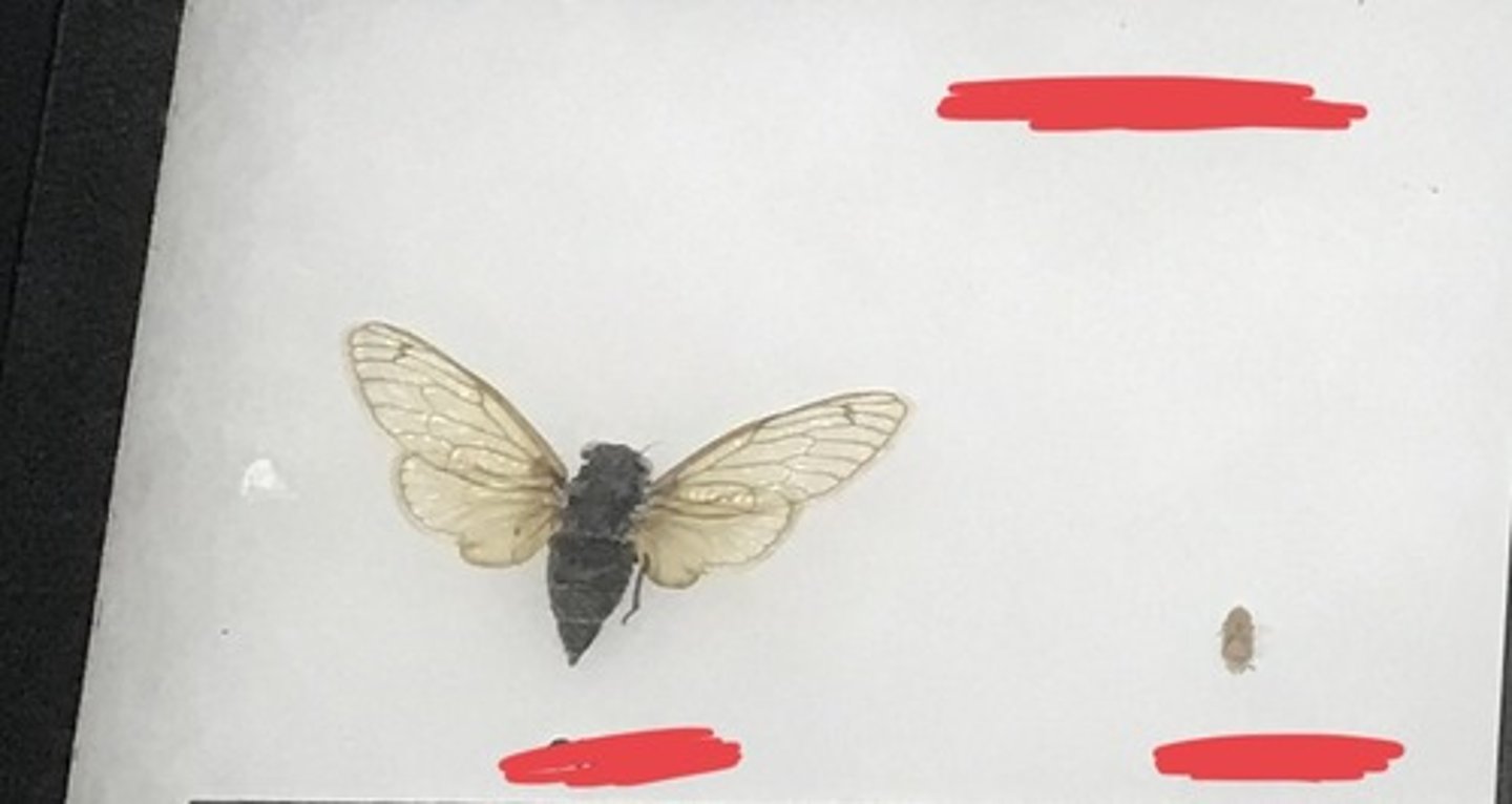 <p>For the following specimen(s), give the entire taxonomy and the name of the specimen(s)</p>