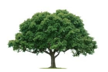 <ul><li><p>Hereditary tendencies</p></li><li><p>Neurotransmitter deficiencies may predispose one to use</p></li><li><p>Self-medication of disorders?</p></li></ul><p></p>