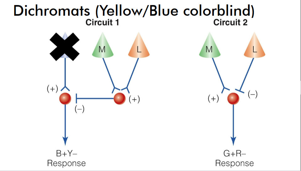 <p>yellow/blue color blindness </p>