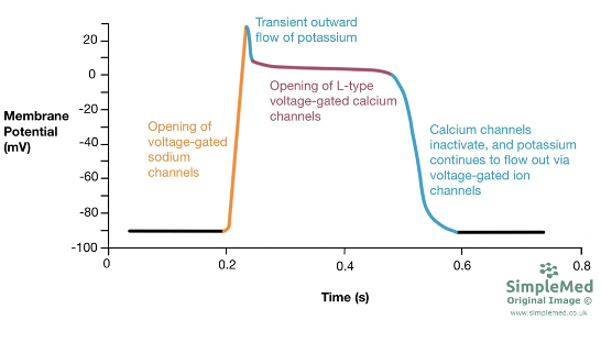 <p>Process: Action Potential in the <strong>rest of the muscle cardiac cells</strong></p>
