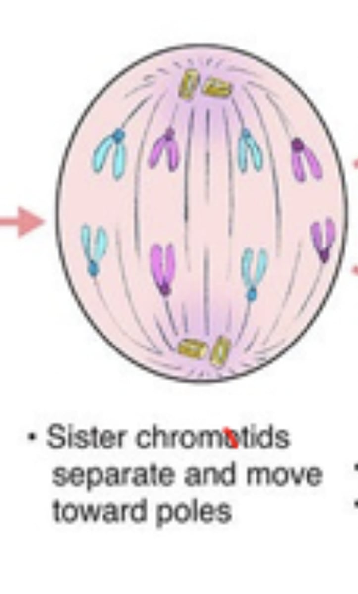 <p>homologous chromosomes separate and move to opposite poles</p>