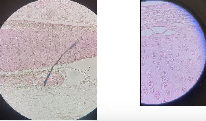 <p>Name this connective tissue</p>