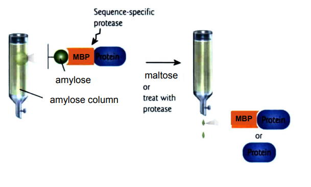 <ul><li><p>increase protein solubility</p></li><li><p>interfere with protein function</p></li><li><p>removed enzymatically</p></li></ul><p></p>