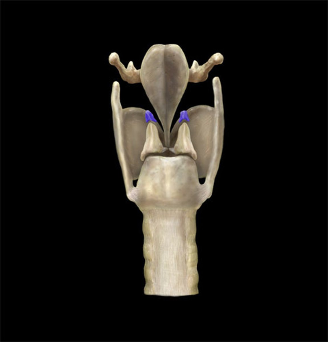 <p>name this; elastic cartilage </p>