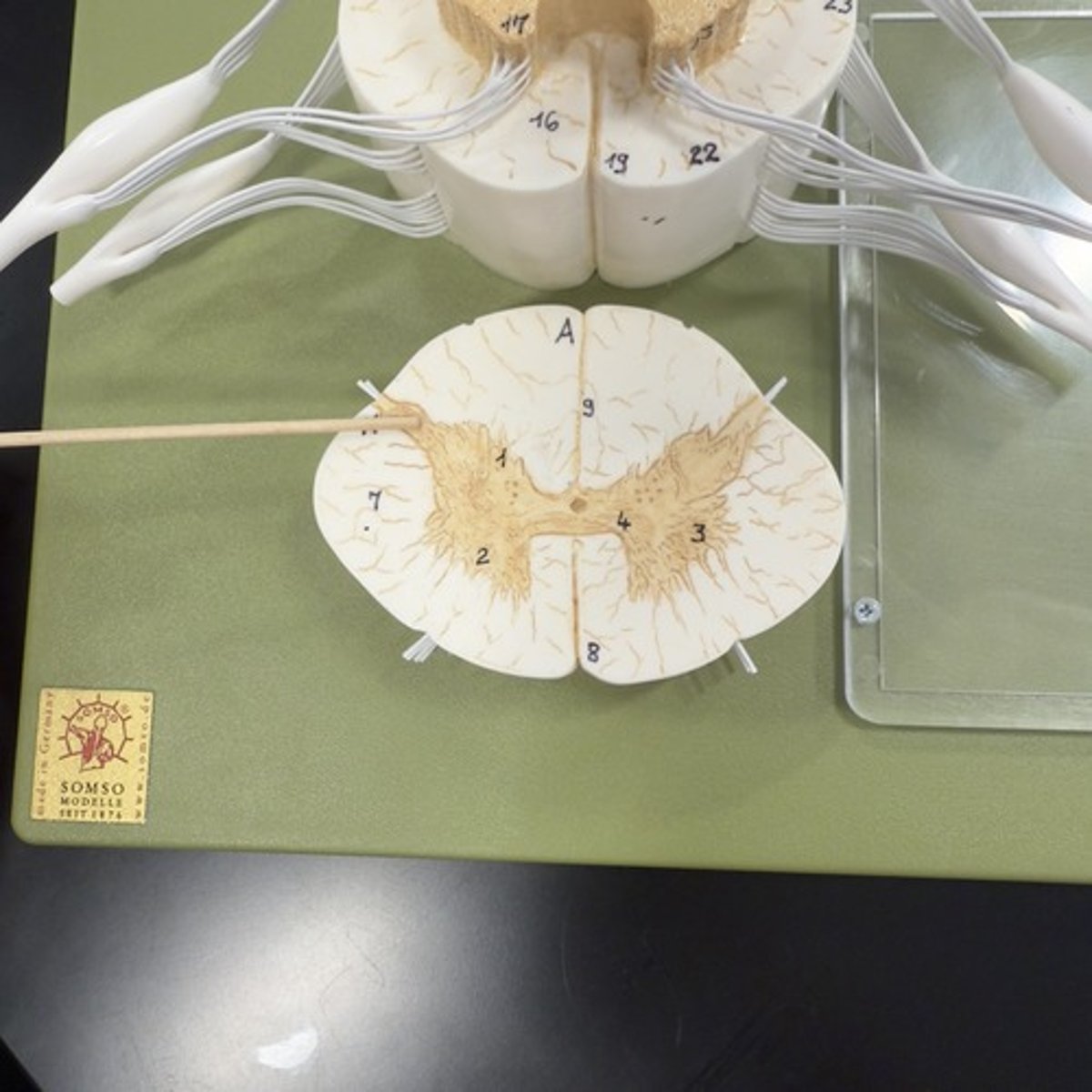 <p>Identify the tissue.</p>