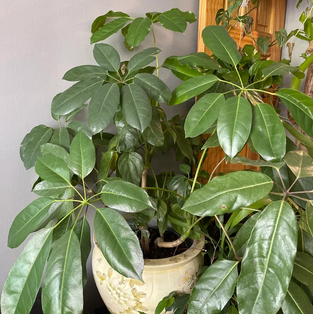 <p>Umbrella Tree</p>