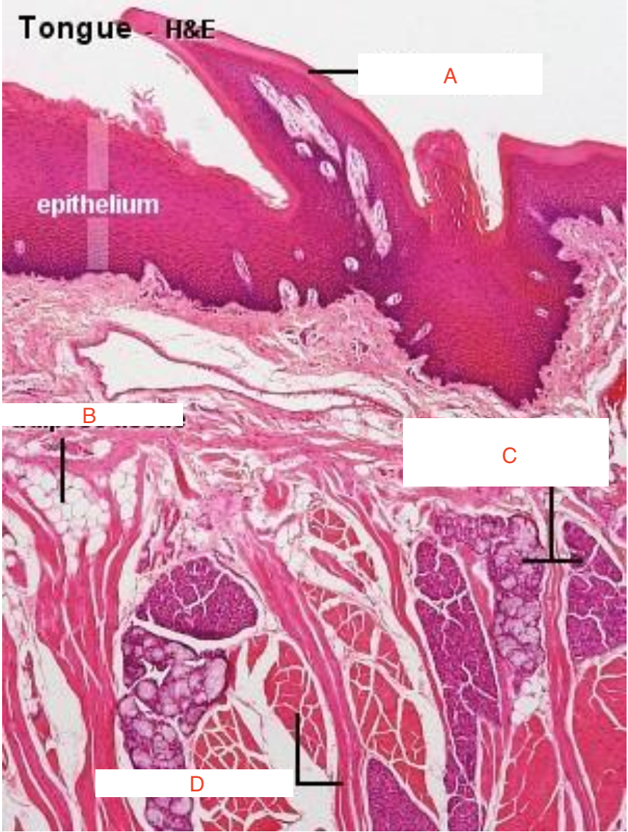 term image