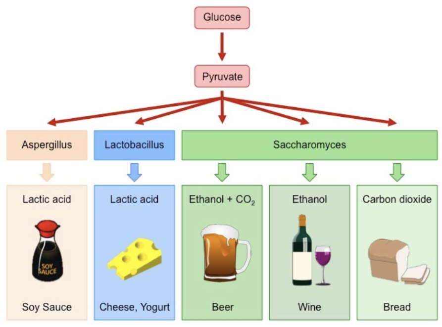 <p>lactic acid and alcoholic</p>