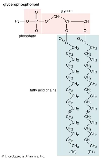 <ul><li><p>glycerol motif</p></li><li><p>phosphate group esterified at C3</p></li><li><p>one of the largest groups of lipid</p></li><li><p>essential cell membrane component</p></li></ul>