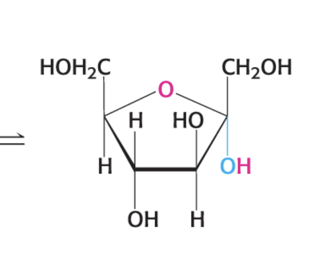 <p>a-D-Fructofuranose</p>