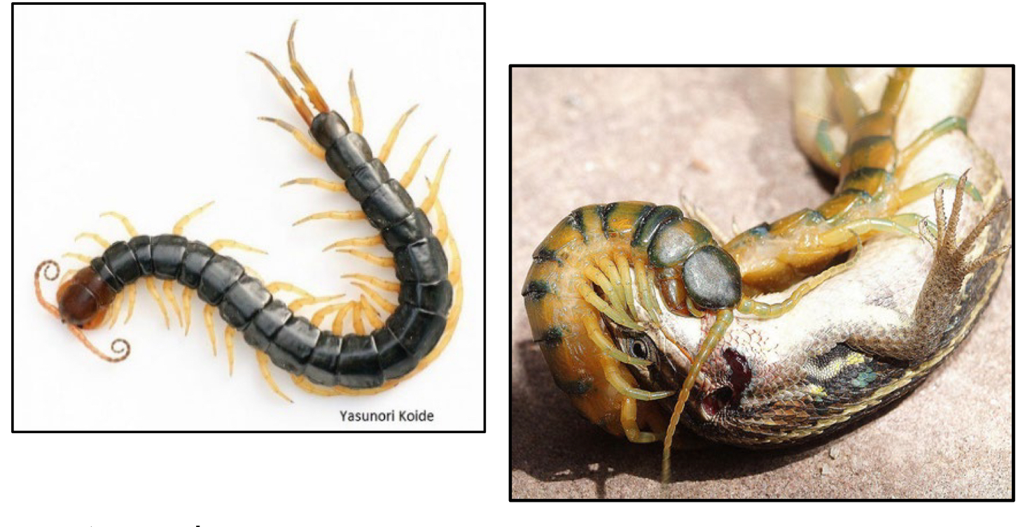 <p>What class do centipedes belong to ?</p>