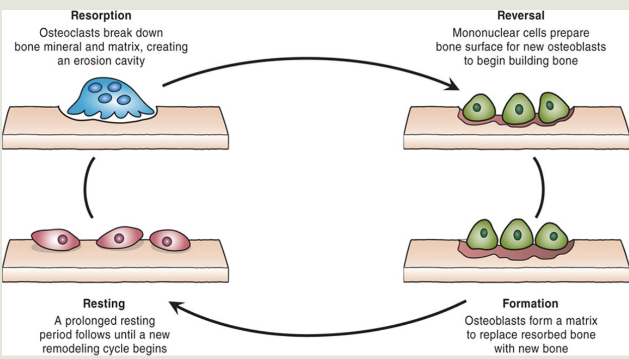 <p><strong>Bone Remodeling</strong></p><p><strong>Osteoblasts</strong></p><ul><li><p><strong>Synthesize</strong> (2)</p></li></ul><ul><li><p><strong>Involved</strong> in?&nbsp;</p></li></ul><p></p>