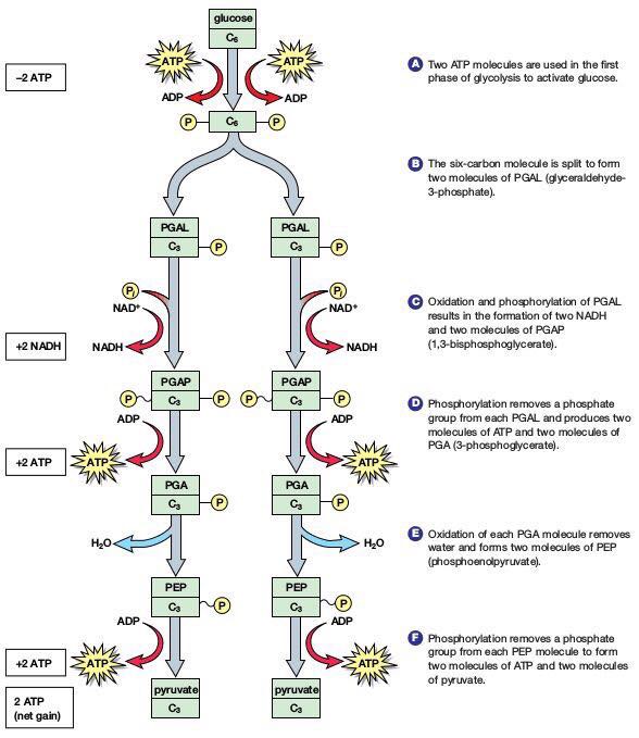 <p>Glycolysis</p>