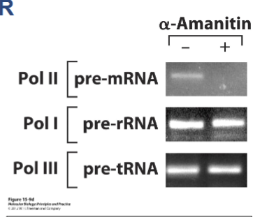 <p><span style="color: transparent">α-</span><span style="color: #NaNNaNNaN">How do you interpret this data?</span></p><p><span style="color: #NaNNaNNaN">A. </span><span>α-</span><span style="color: #NaNNaNNaN">amanitin is needed for pre-rRNA and tRNA synthesis</span><span style="color: #NaNNaNNaN"><br></span><span style="color: #NaNNaNNaN">B. Pol I and Pol III synthesis is a more rapid process than Pol II</span><span style="color: #NaNNaNNaN"><br></span><span style="color: #NaNNaNNaN">C. α-amanitin blocks Pol II transcription, but not Pol I or Pol III</span><span style="color: #NaNNaNNaN"><br></span><span style="color: #NaNNaNNaN">D. Pol II cannot make DNA in the presence of α-amanitin</span><span style="color: #NaNNaNNaN"><br></span><span style="color: #NaNNaNNaN">E. More than 1 of the above is tru</span><span style="color: transparent">e</span></p>