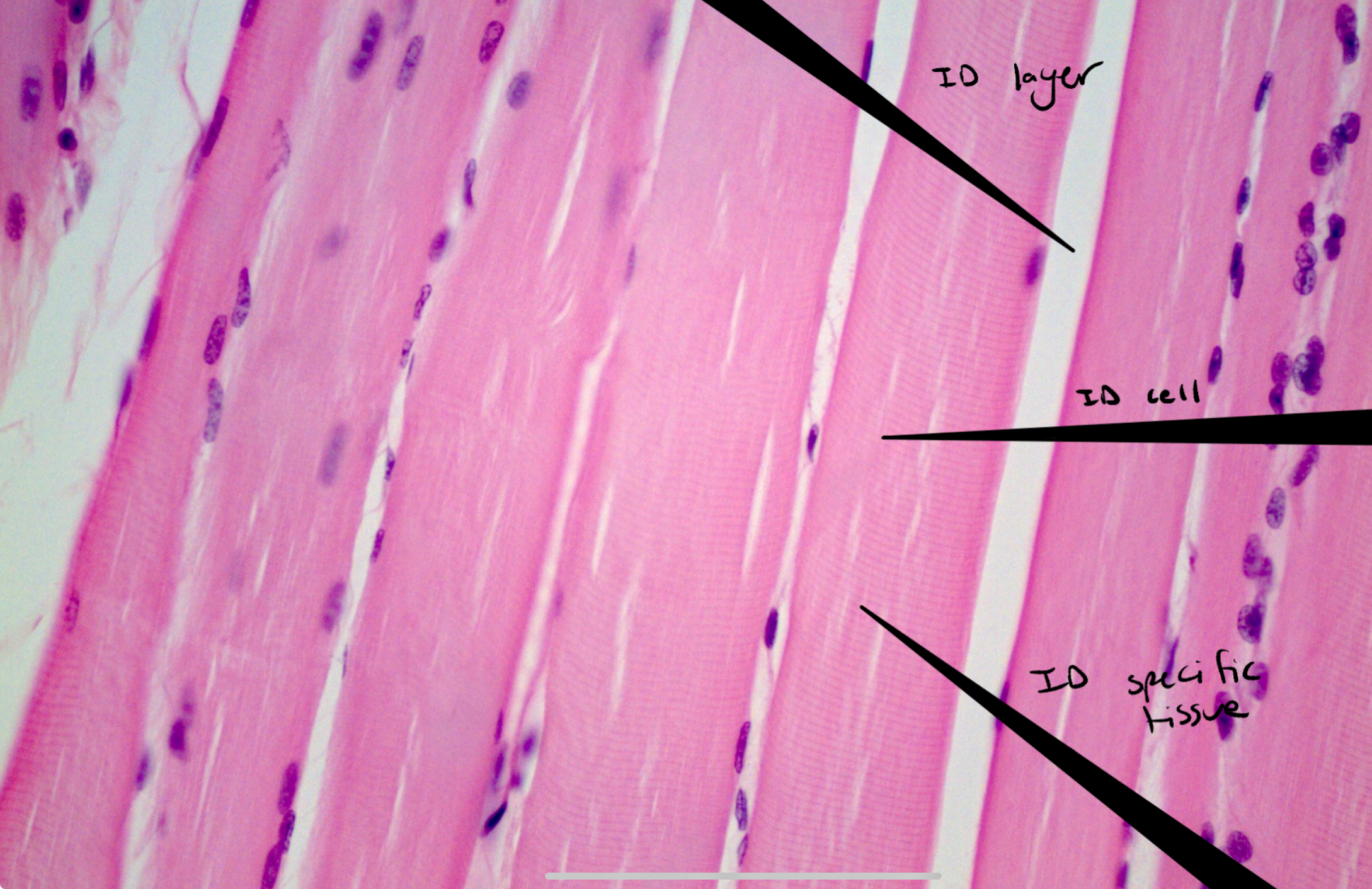 <p>Identify this image</p>