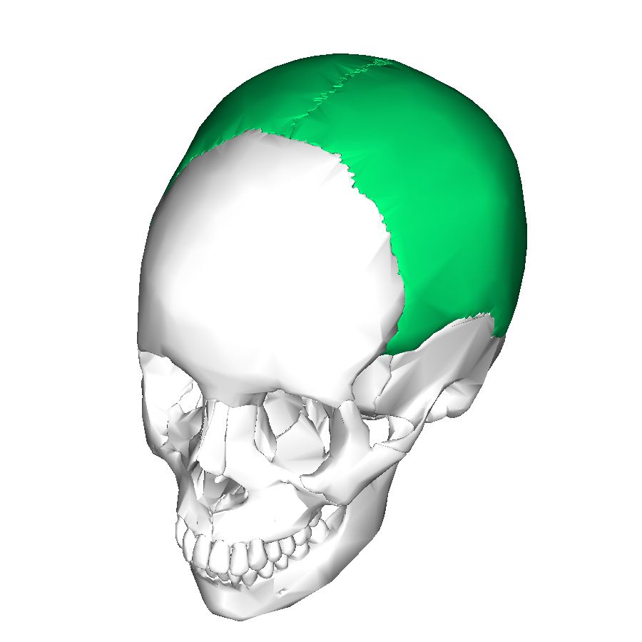 <p>Top back of skull, joined by sutures</p>