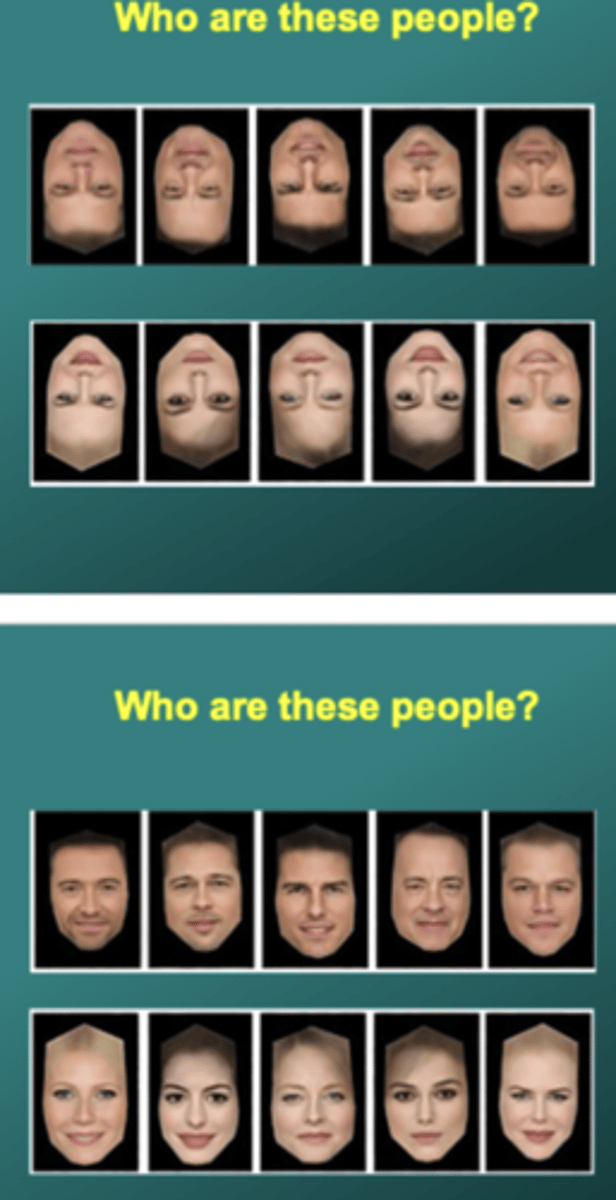 <p>recognition more difficult for inverted comp to upright face.</p>