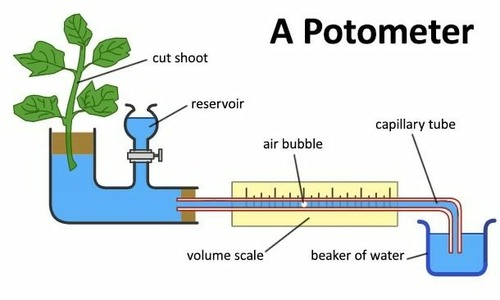 1. Cut a shoot underwater to prevent air from entering the xylem. Cut it at an angle to increase the surface area available for water uptake
2. Assemble the potometer in water and insert the shoot under water, so no air can enter
3. Remove the apparatus from the water but keep the end of the capillary tube submerged in a beaker of water.
4. Check the apparatus is waterproof and airtight
5. Dry the leaves, allow time for the shoot to acclimatise and then shut the tap
6. Remove the end of the capillary tube from the beaker of water until one air bubble has formed, then put the end of the tube back into the water
7. Record the starting position of the air bubble
8. Start a stopwatch and record the distance moved by the bubble per hour. Calculate the speed of the air bubble movement to give an estimate for the rate of transpiration.
9. Keep all other conditions constant. e.g. Humidity, Temperature