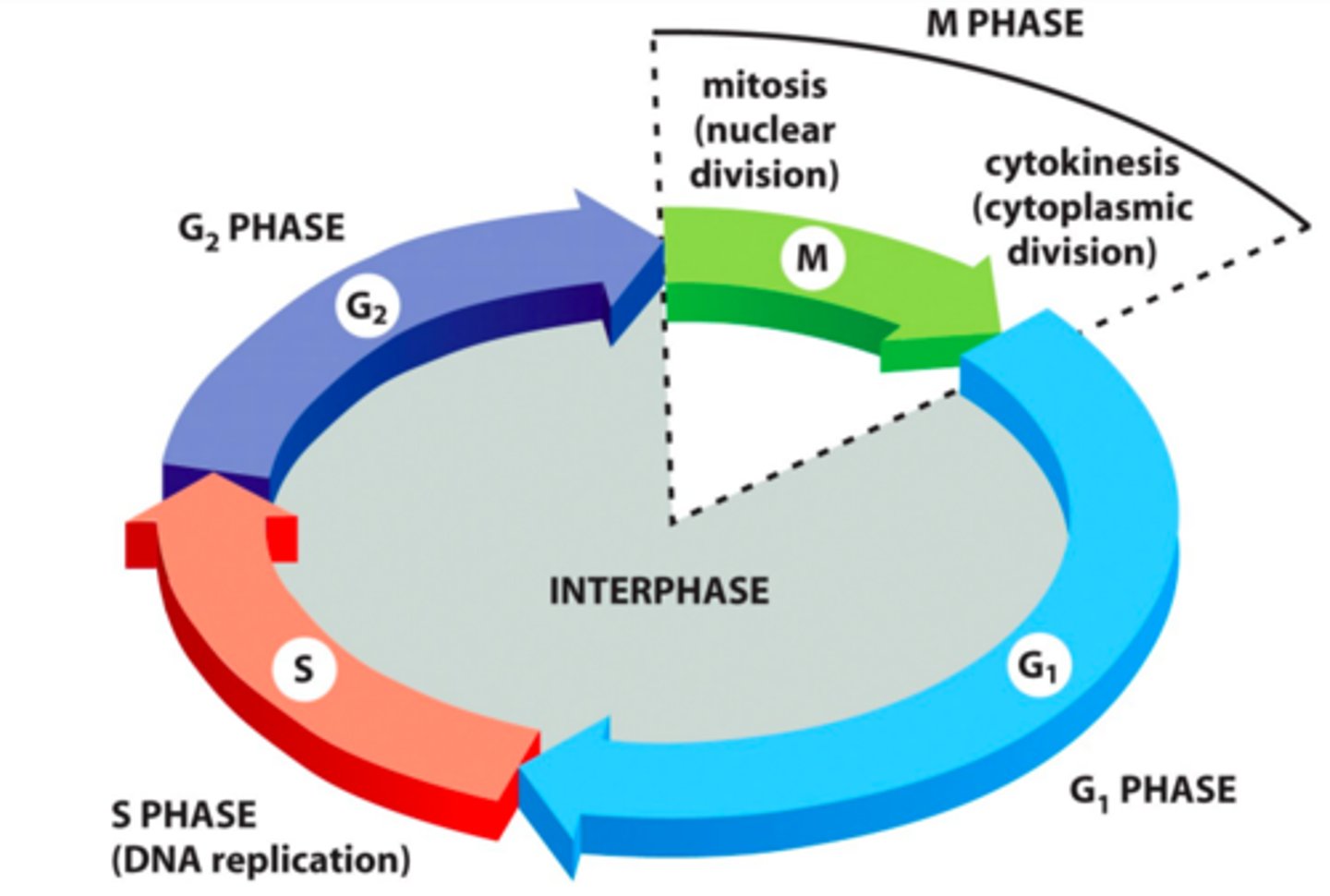 <p>Utgjør største delen av cellesyklusen. I den perioden vokser cellen ved å produsere nye proteiner og ved å kopiere DNA + celleorgalneller. Dette foregår i hele ainterfasen. DNA repliseres i S-fasen (syntesefasen)</p>