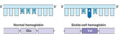 - a random error in gene replication that leads to a change