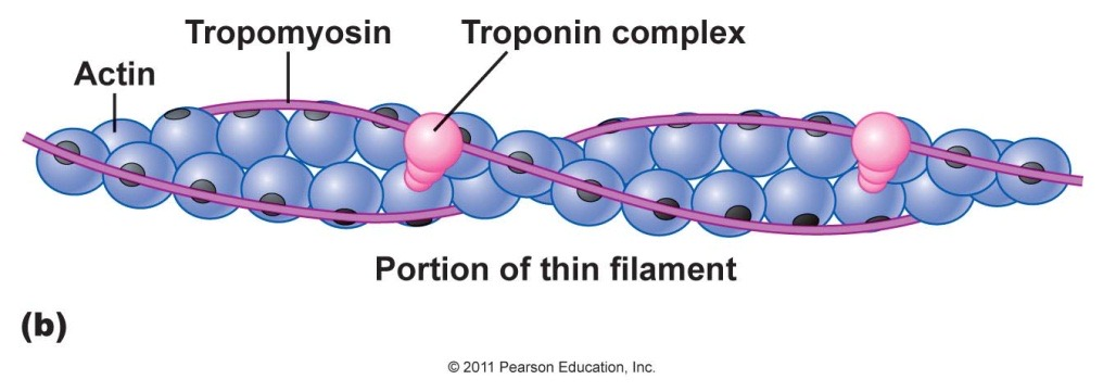 <ol><li><p><span style="color: green;"><span>Myosin</span></span></p></li><li><p><span style="color: purple;"><span>Actin</span></span></p></li><li><p><span style="color: purple;"><span>Tropomyosin</span></span></p></li><li><p><span style="color: purple;"><span>Troponin complex</span></span></p></li></ol><p></p>